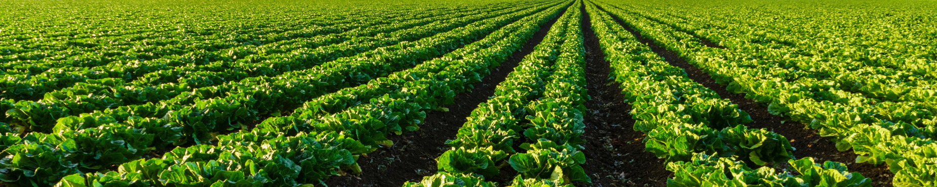 field of green produce