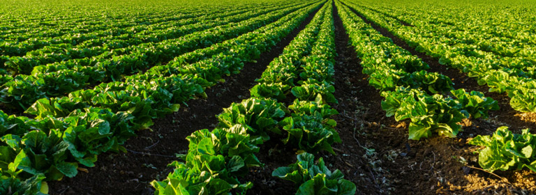 field of green produce