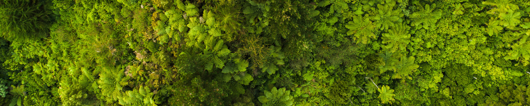 overhead view of moss