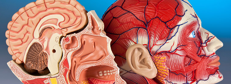 anatomy of the human head